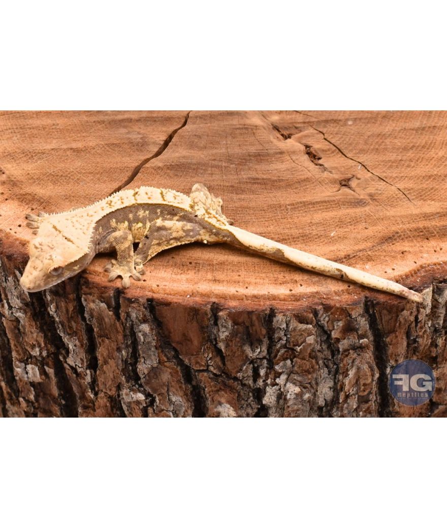 Correlophus ciliatus Cream Harlequin Pinstripe non sexé