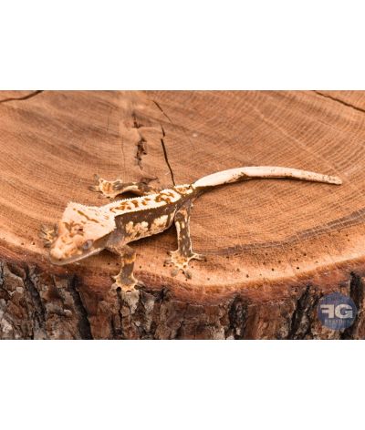 Correlophus ciliatus Pinstripe non sexé