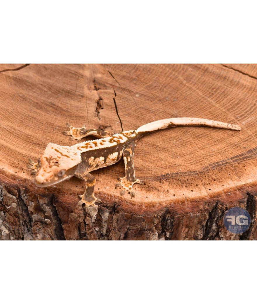 Correlophus ciliatus Pinstripe non sexé