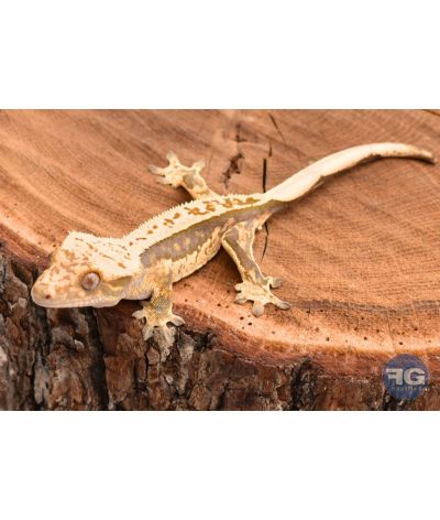 Correlophus ciliatus Full Pinstripe non sexé