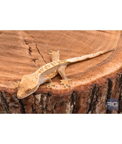 Correlophus ciliatus Pinstripe Dalmatien non sexé