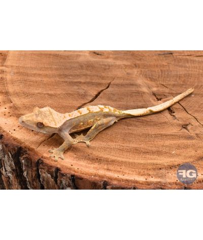 Correlophus ciliatus Harlequin non sexé