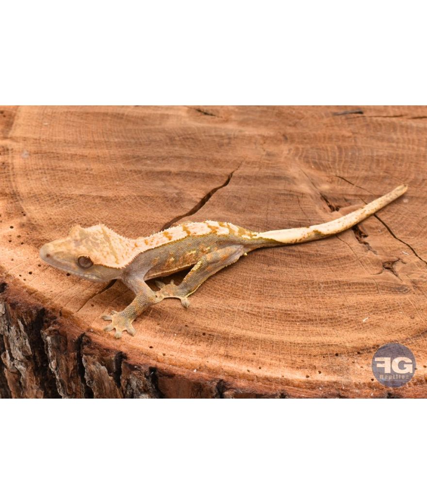 Correlophus ciliatus Harlequin non sexé