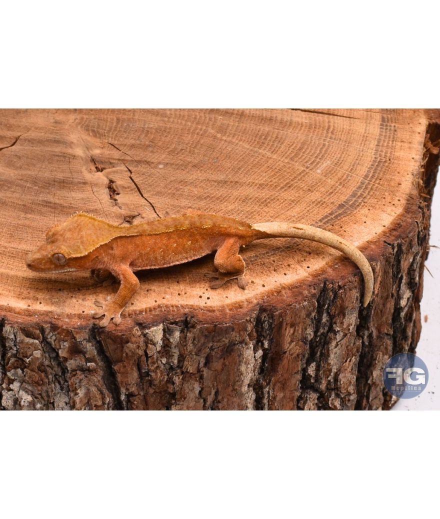 Correlophus ciliatus Red non sexé