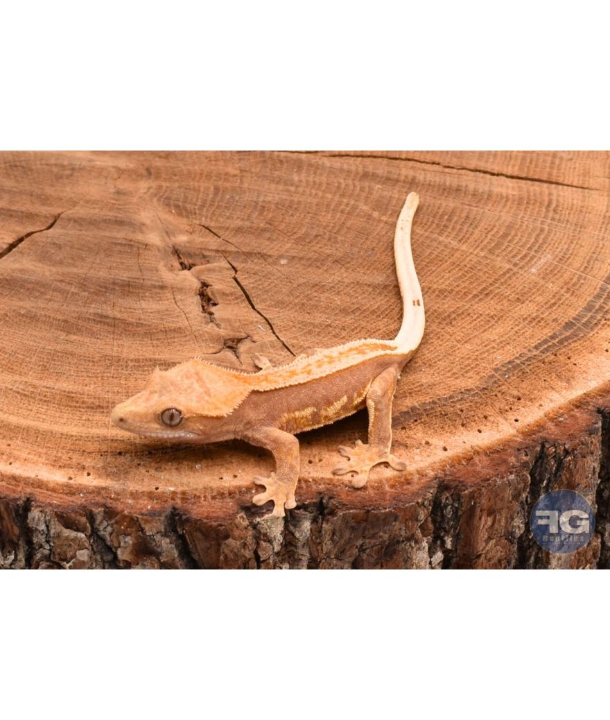 Correlophus ciliatus Full Pinstripe non sexé