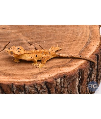 Correlophus ciliatus Yellow Tiger Dalmatien non sexé