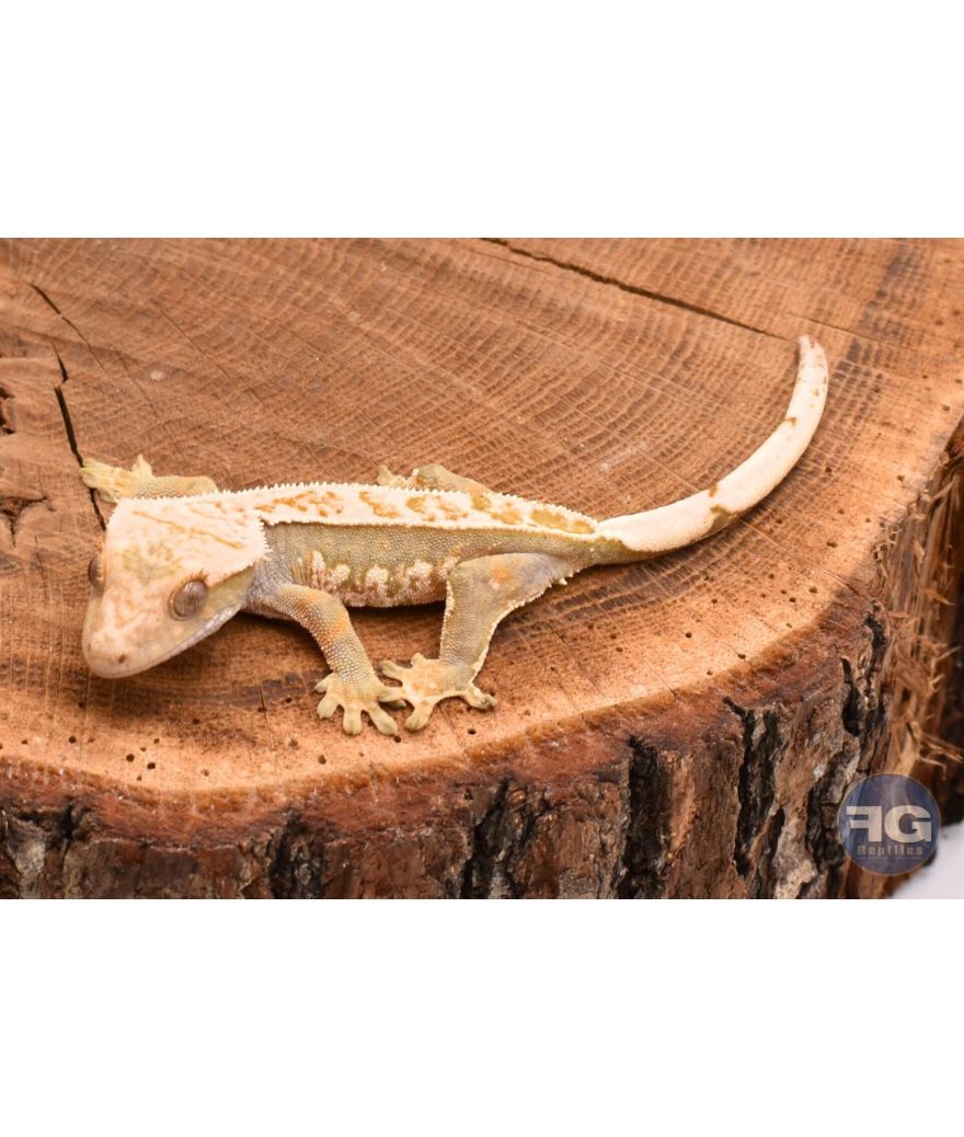 Correlophus ciliatus Pinstripe non sexé