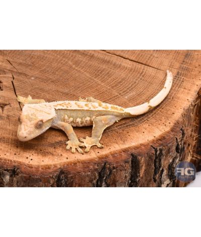 Correlophus ciliatus Pinstripe non sexé