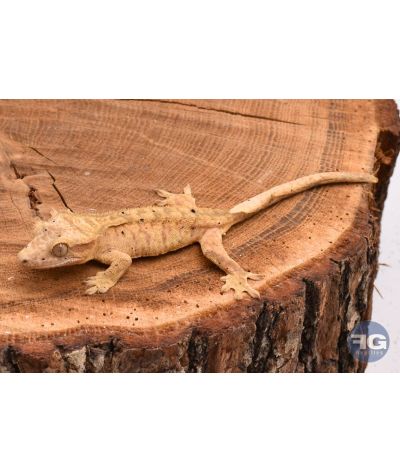 Correlophus ciliatus Yellow Tiger Dalmatien non sexé