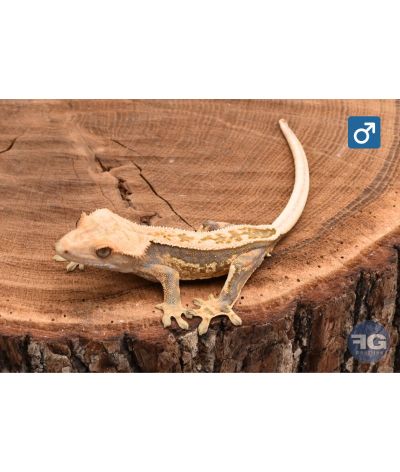 Correlophus ciliatus Pinstripe Mâle