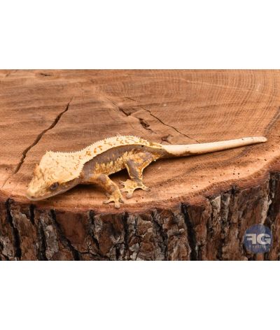 Correlophus ciliatus Pinstripe Extreme Harlequin non sexé