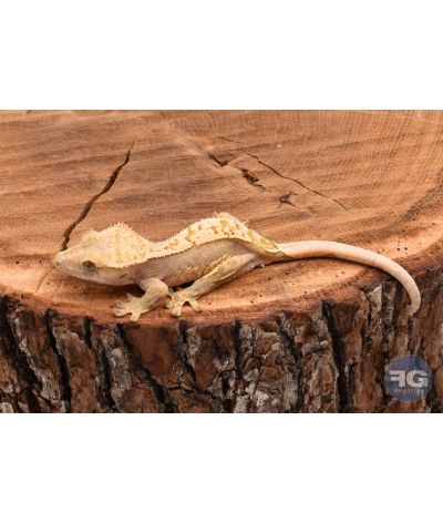 Correlophus ciliatus Pinstripe non sexé