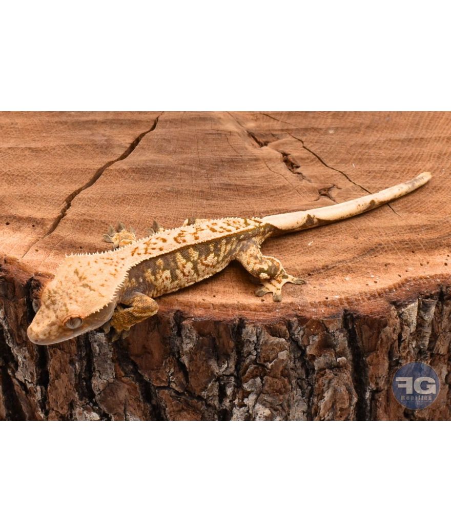 Correlophus ciliatus Harlequin Pinstripe non sexé