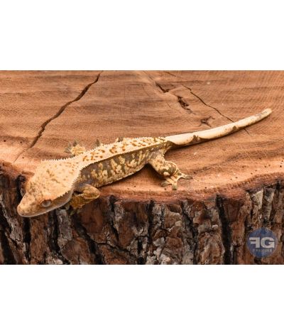 Correlophus ciliatus Harlequin Pinstripe non sexé