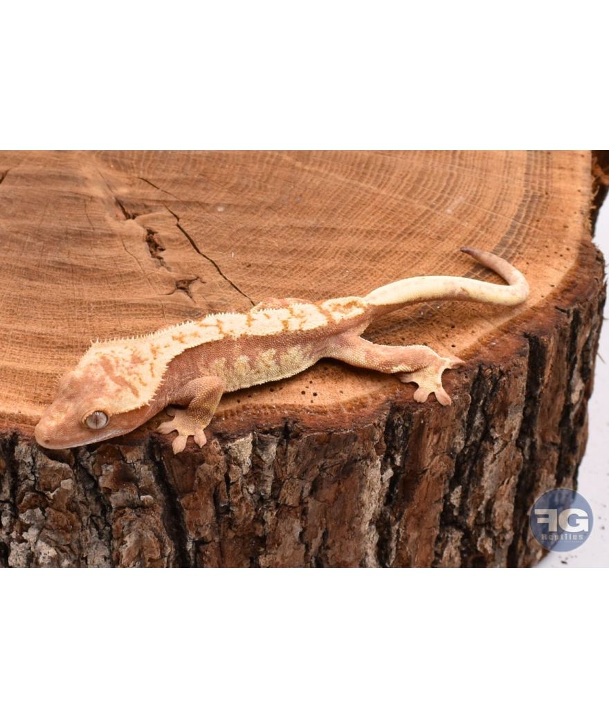 Correlophus ciliatus Red Harlequin non sexé