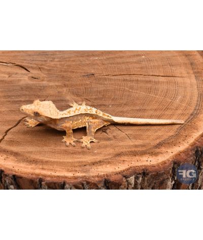 Correlophus ciliatus Pinstripe non sexé