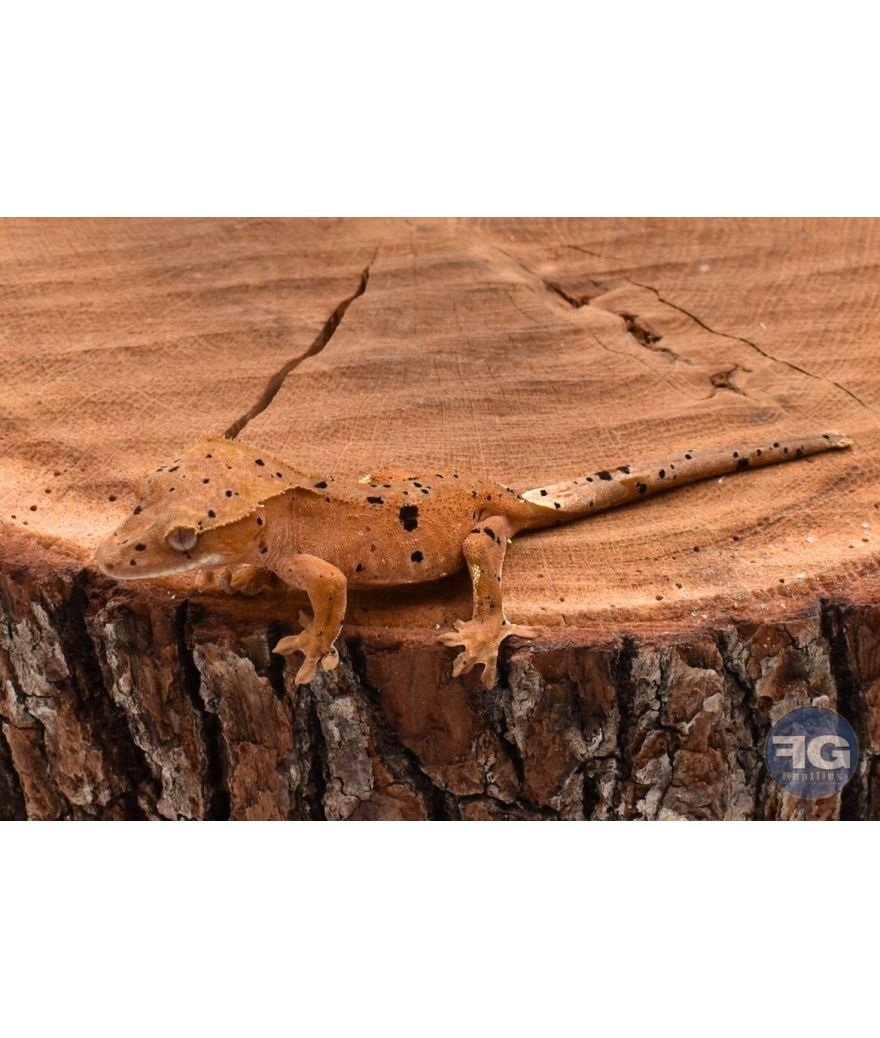 Correlophus ciliatus Red Dalmatien non sexé