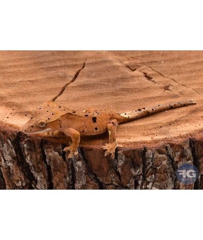 Correlophus ciliatus Red Dalmatien non sexé