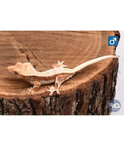 Correlophus ciliatus Red Lilly White Mâle