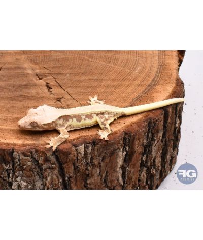 Correlophus ciliatus Cream Extreme Lilly White non sexé