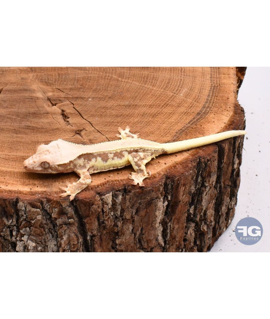 Correlophus ciliatus Cream Extreme Lilly White non sexé