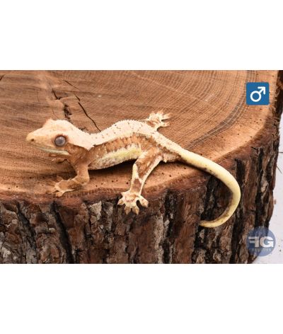 Correlophus ciliatus Cream Lilly White Mâle