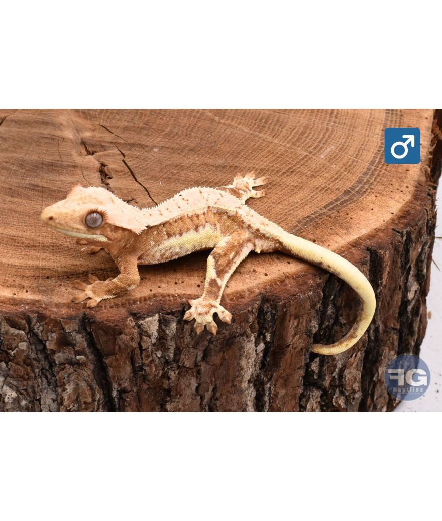 Correlophus ciliatus Cream Lilly White Mâle