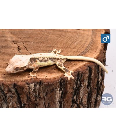 Correlophus ciliatus Tricolor Extreme Lilly White Mâle