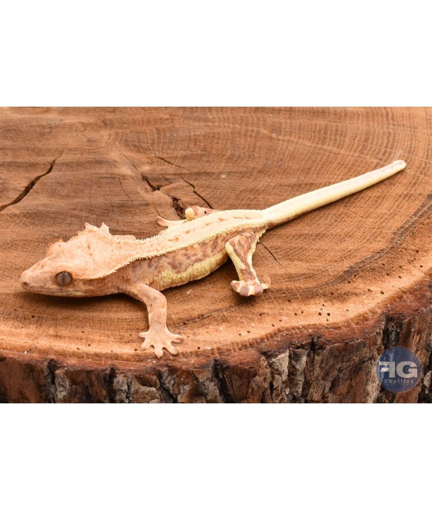 Correlophus ciliatus Cream Lilly White non sexé