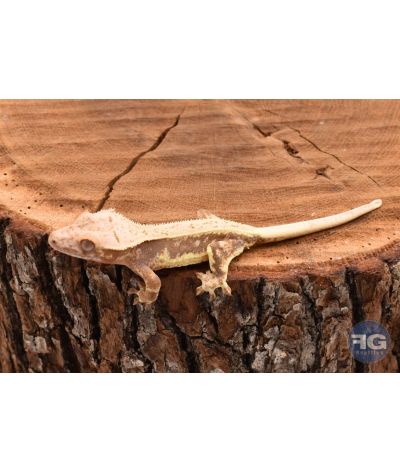 Correlophus ciliatus Lilly White non sexé