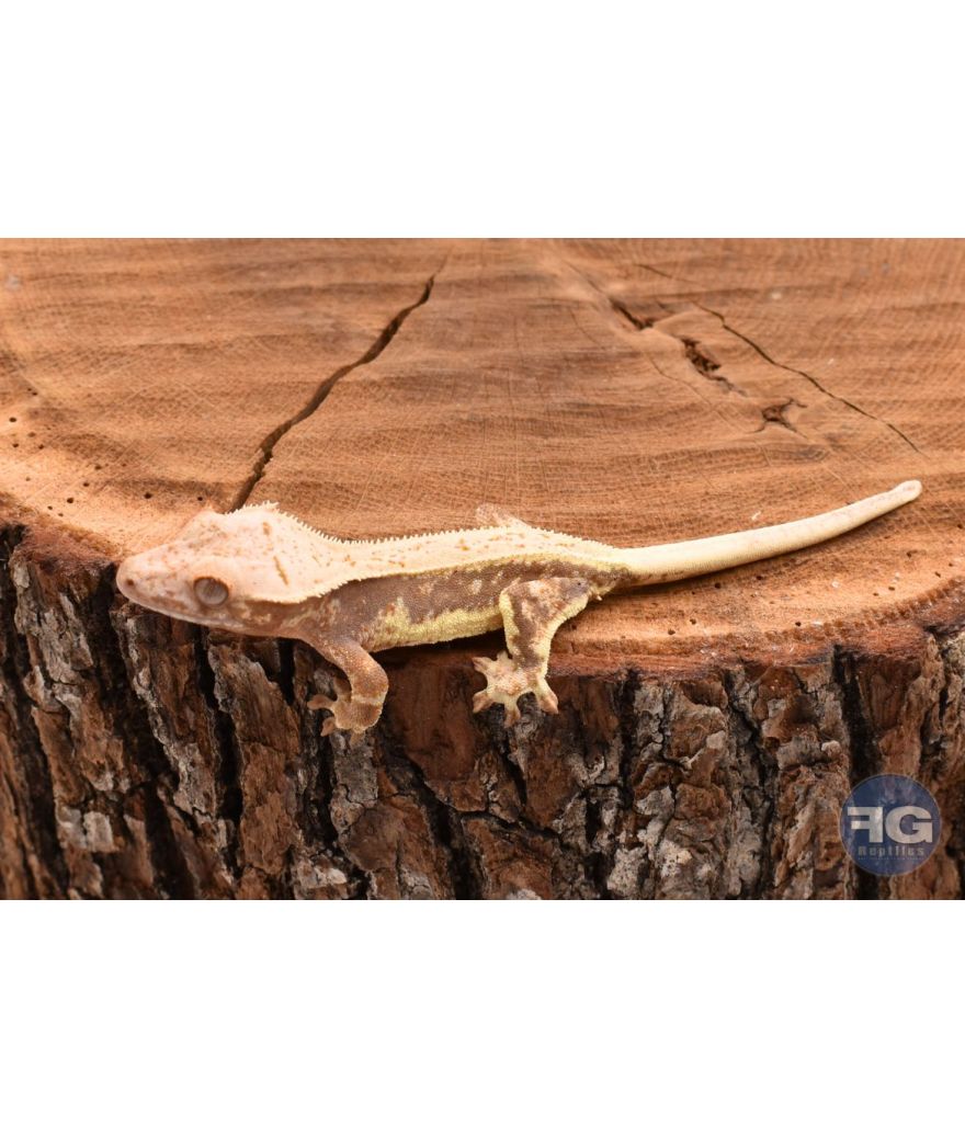 Correlophus ciliatus Lilly White non sexé