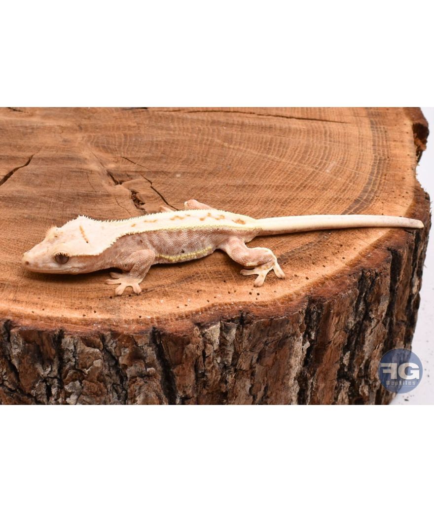 Correlophus ciliatus Red Lilly White non sexé