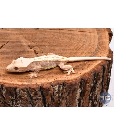 Correlophus ciliatus Red Lilly White non sexé