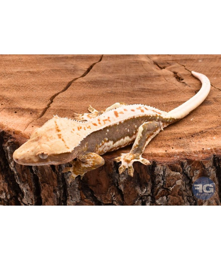 Correlophus ciliatus Pinstripe Lilly White non sexé