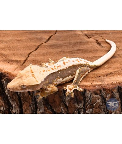 Correlophus ciliatus Pinstripe Lilly White non sexé