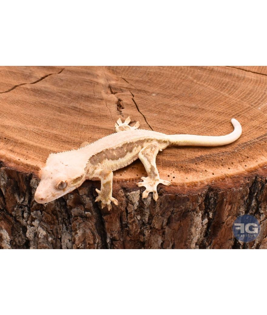 Correlophus ciliatus Cream Lilly White non sexé