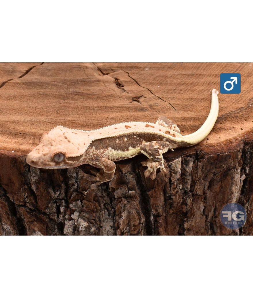 Correlophus ciliatus Lilly White Mâle