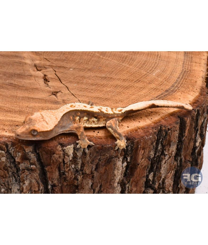 Correlophus ciliatus Tricolor Pinstripe non sexé