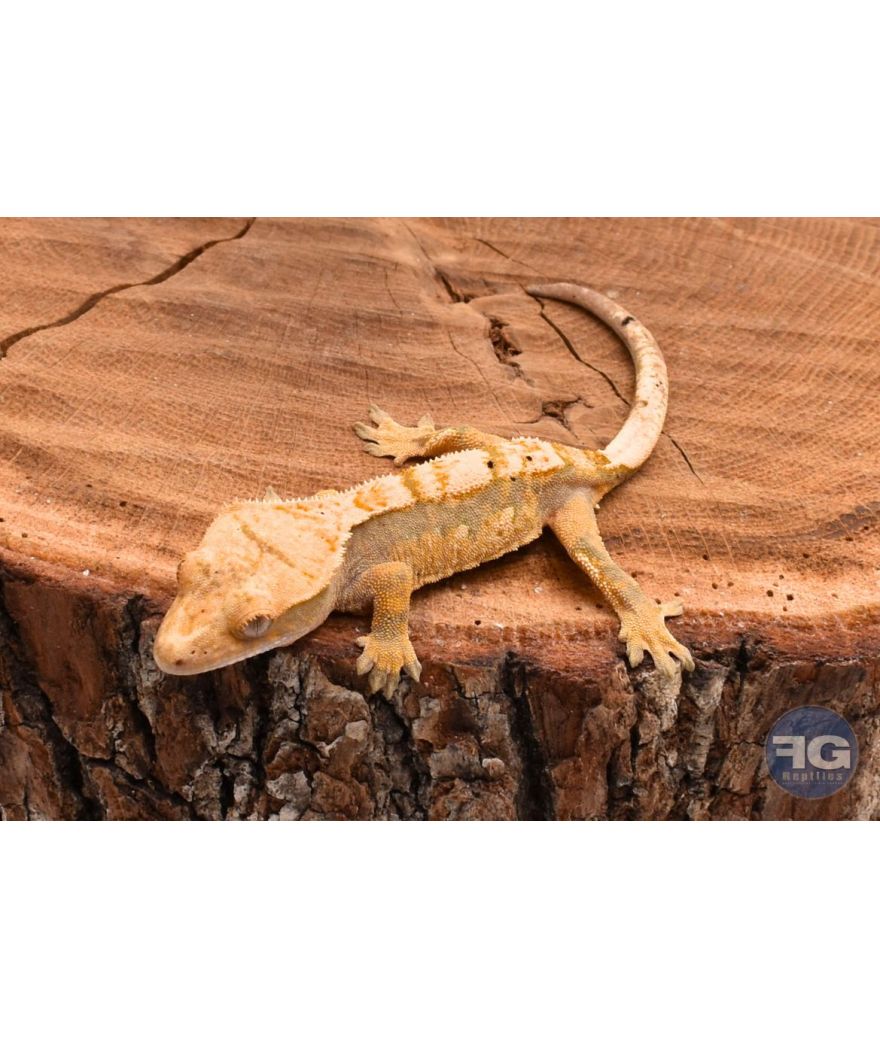 Correlophus ciliatus Extreme Harlequin non sexé