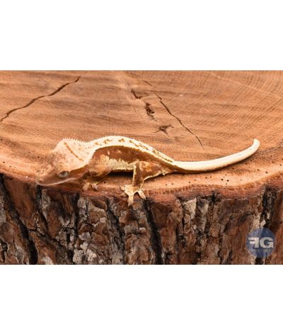 Correlophus ciliatus Red Pinstripe non sexé