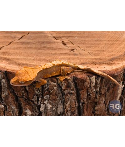 Correlophus ciliatus Harlequin Tangerine non sexé