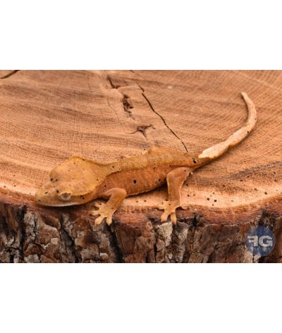 Correlophus ciliatus Red Dalmatien non sexé