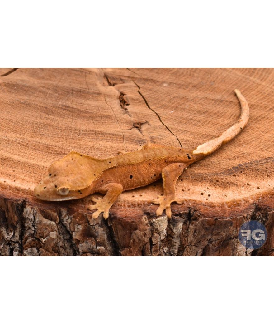 Correlophus ciliatus Red Dalmatien non sexé