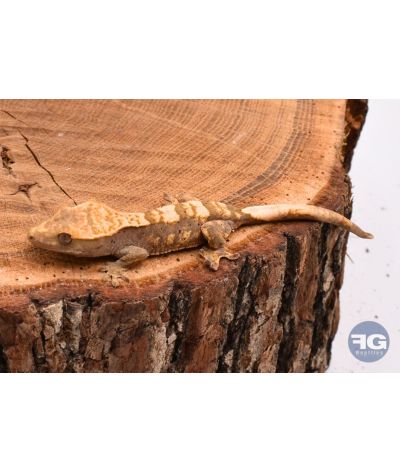 Correlophus ciliatus Harlequin non sexé