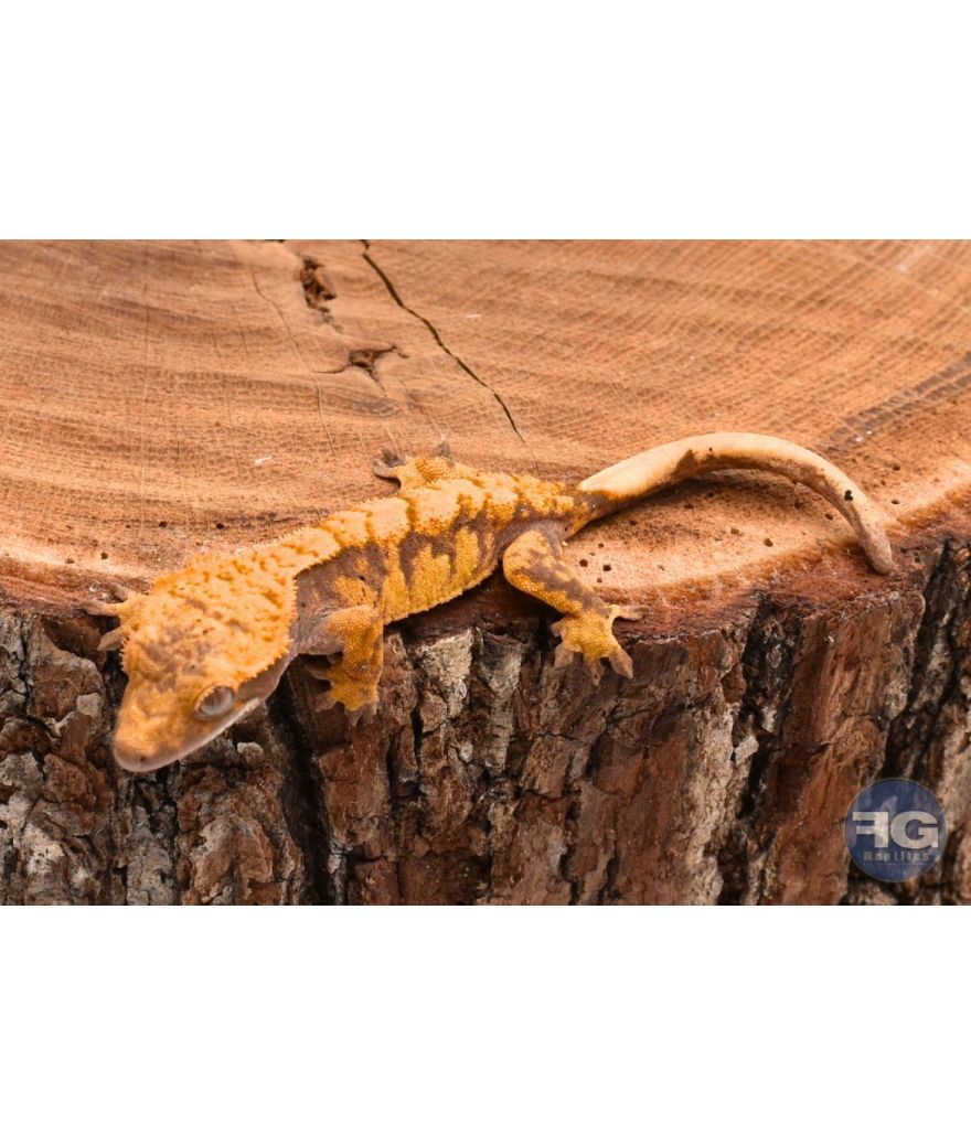 Correlophus ciliatus Extreme Harlequin non sexé