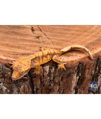 Correlophus ciliatus Extreme Harlequin non sexé