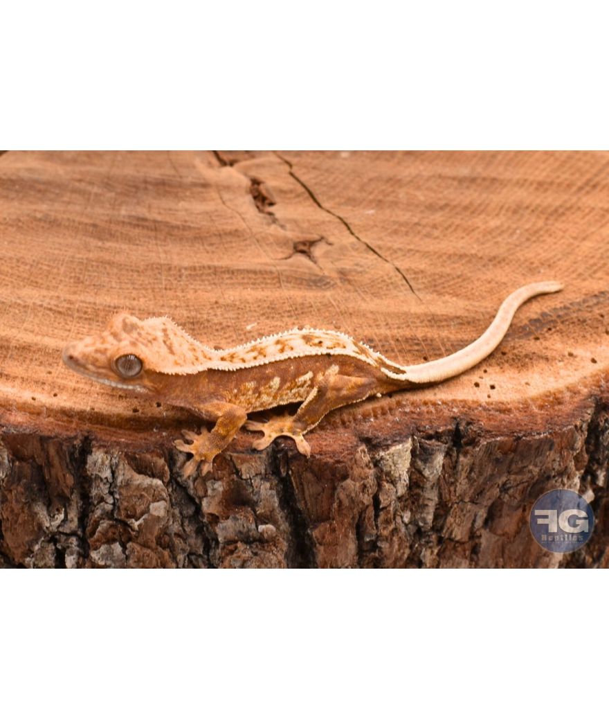 Correlophus ciliatus Red Pinstripe non sexé