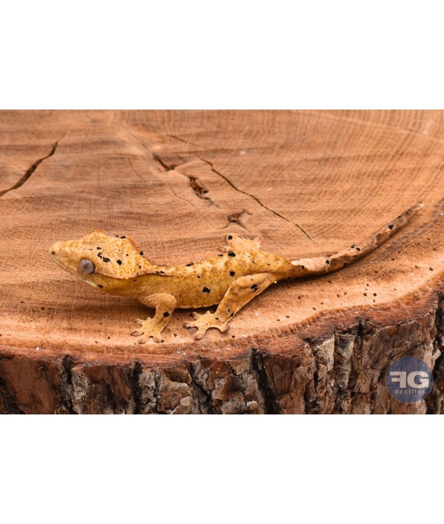 Correlophus ciliatus Yellow Dalmatien non sexé