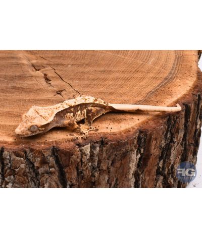 Correlophus ciliatus Extreme Harlequin non sexé