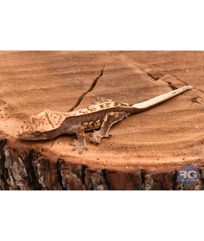 Correlophus ciliatus Pinstripe non sexé